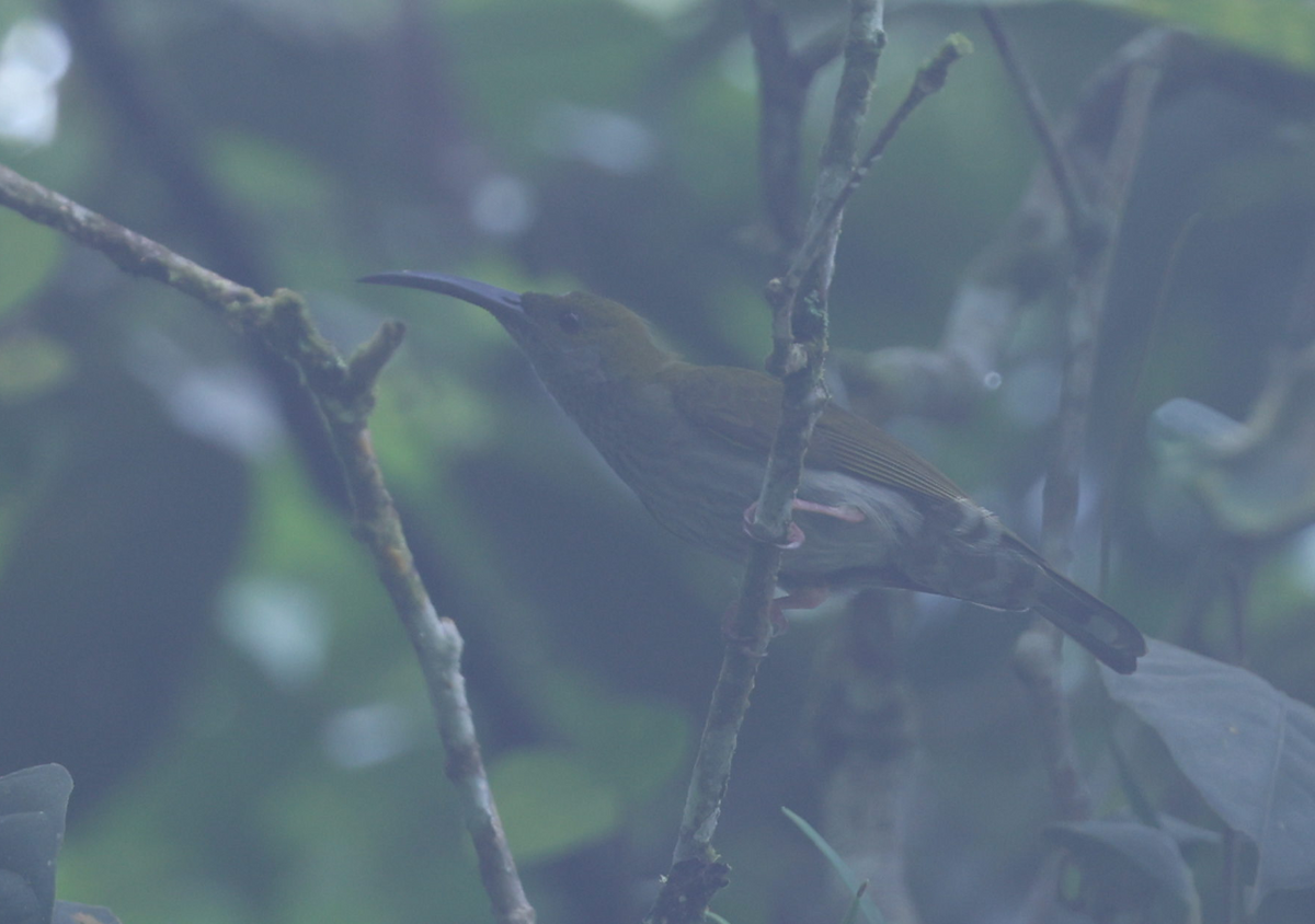 Bornean Spiderhunter - ML614723676