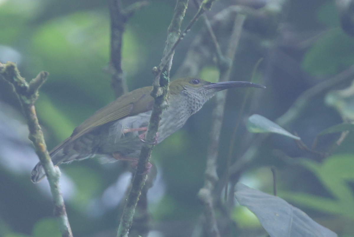 Bornean Spiderhunter - ML614723677