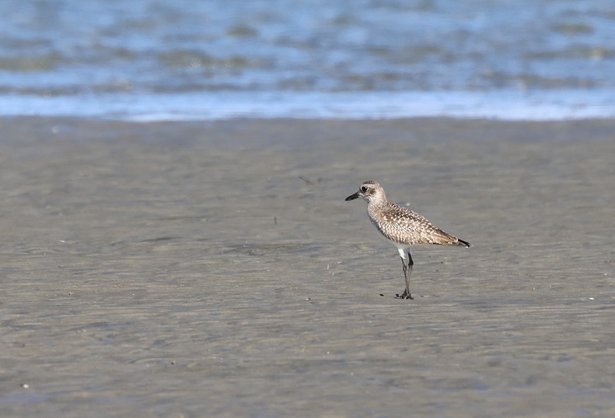 Black-bellied Plover - ML614723682