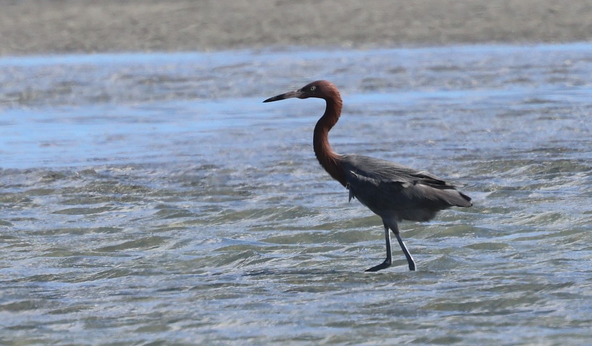 Reddish Egret - ML614723734