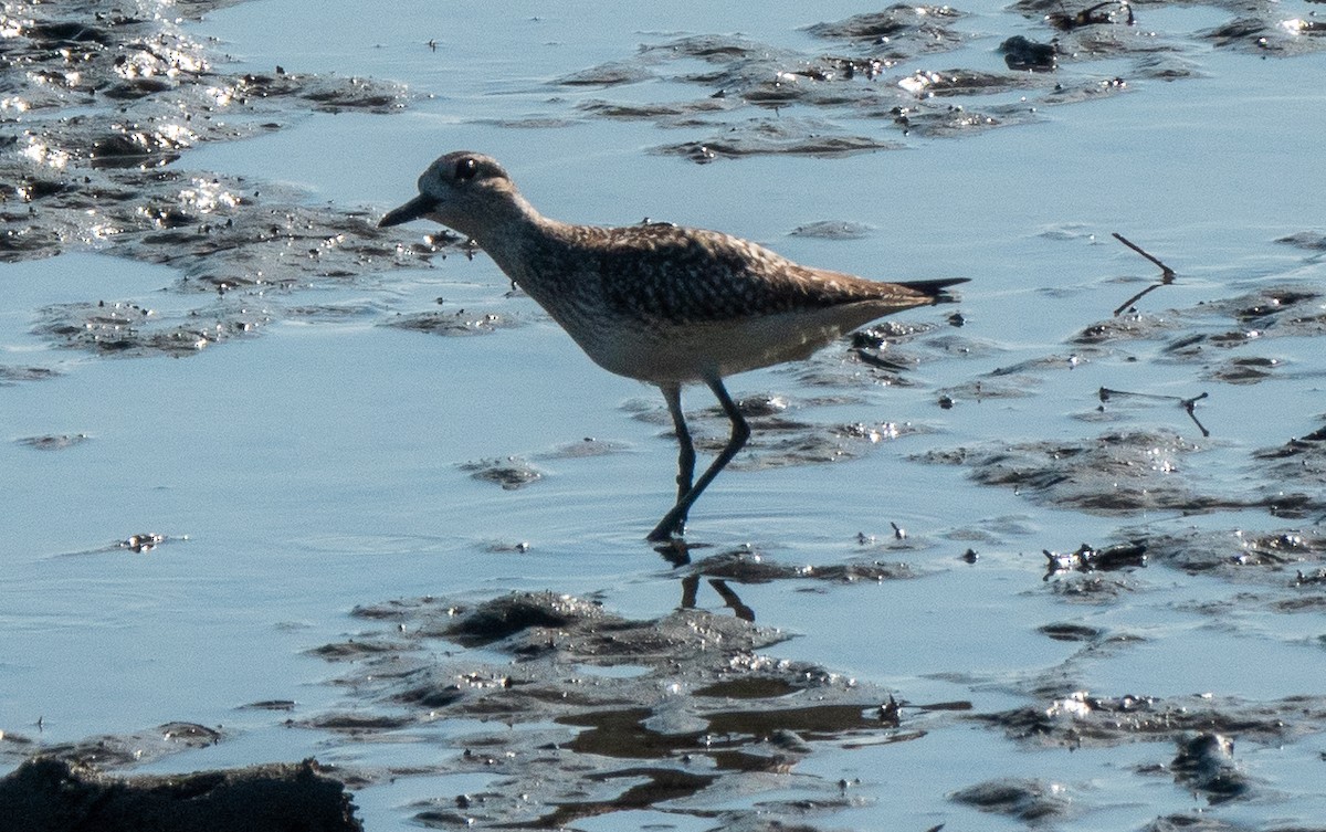 Black-bellied Plover - Lynn    <')))< Salmon