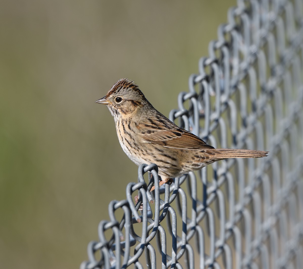 Lincoln's Sparrow - ML614723750