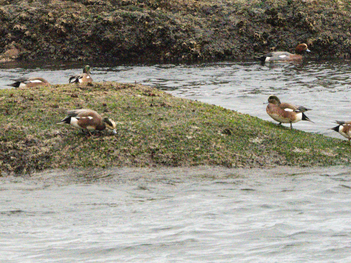 Eurasian Wigeon - ML614723760