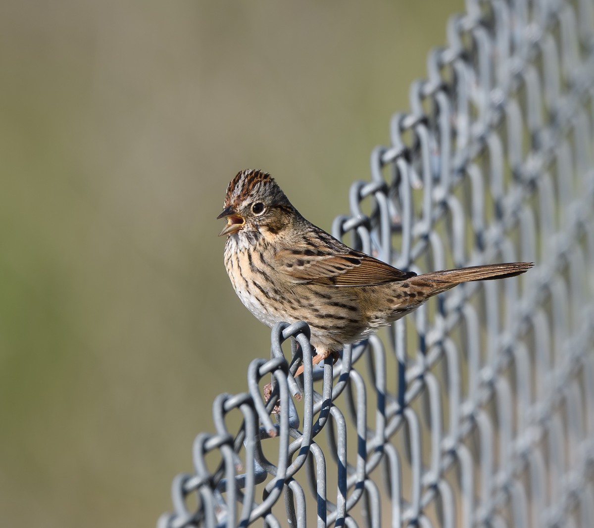 Lincoln's Sparrow - ML614723769