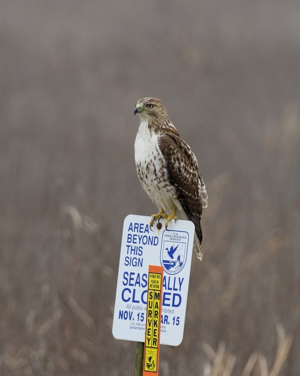 Red-tailed Hawk - ML614723871