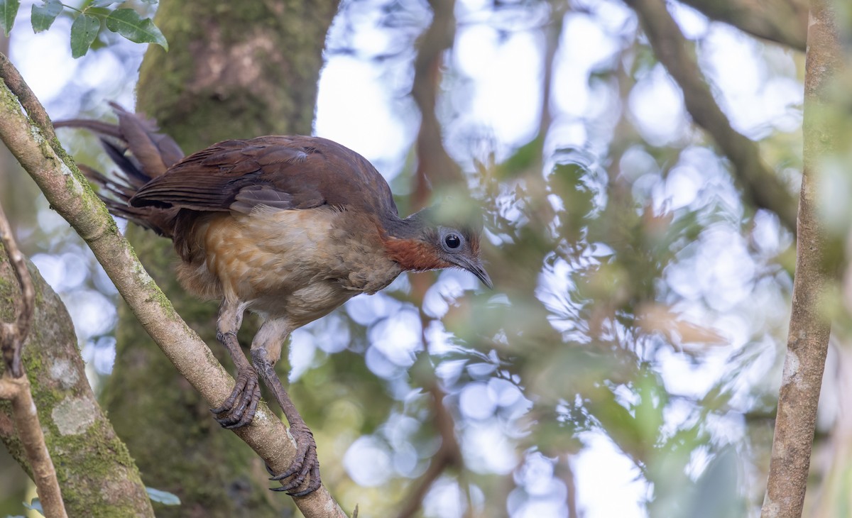 Albert's Lyrebird - Ian Davies