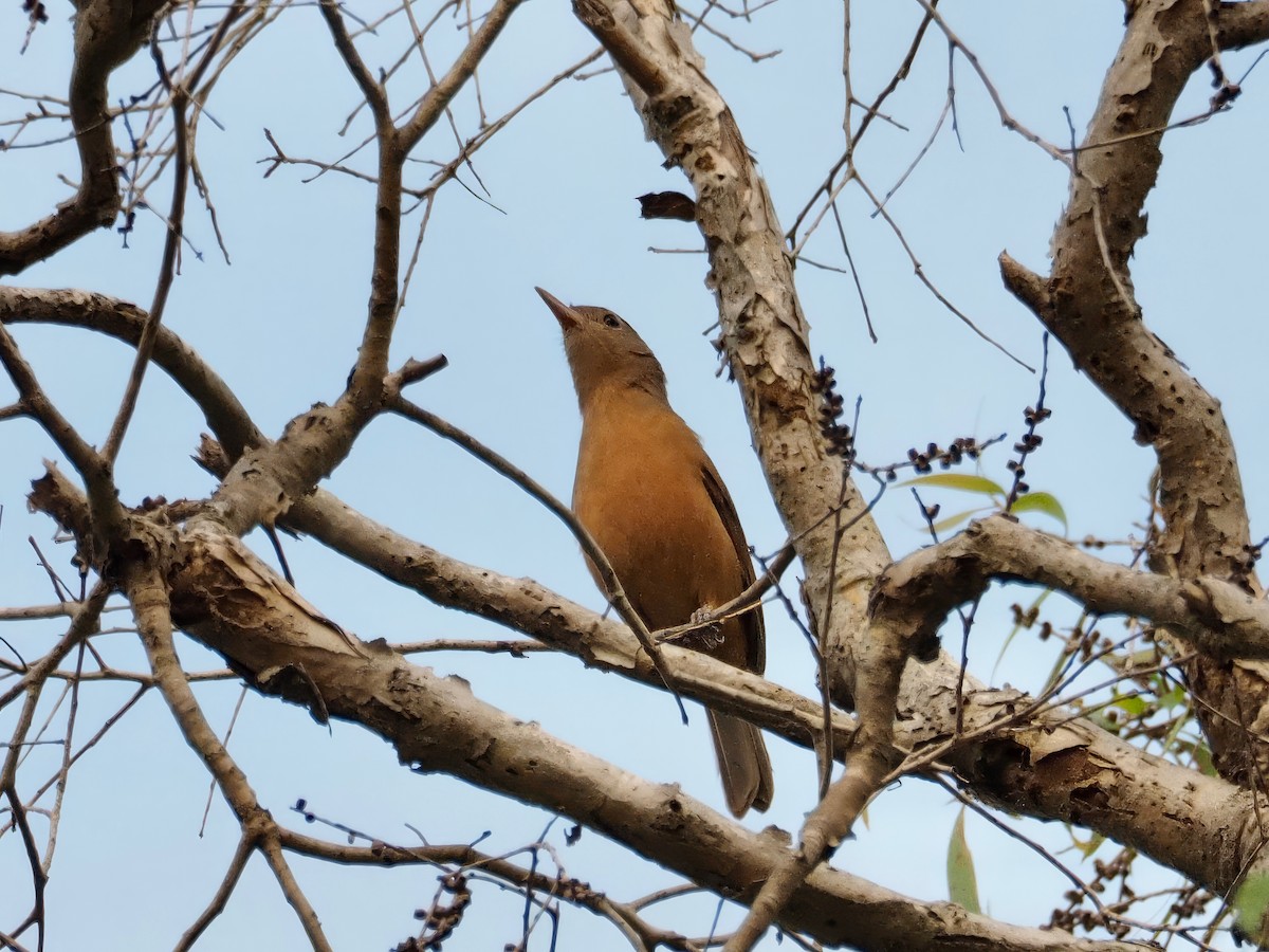 Rufous Shrikethrush - David Boyle