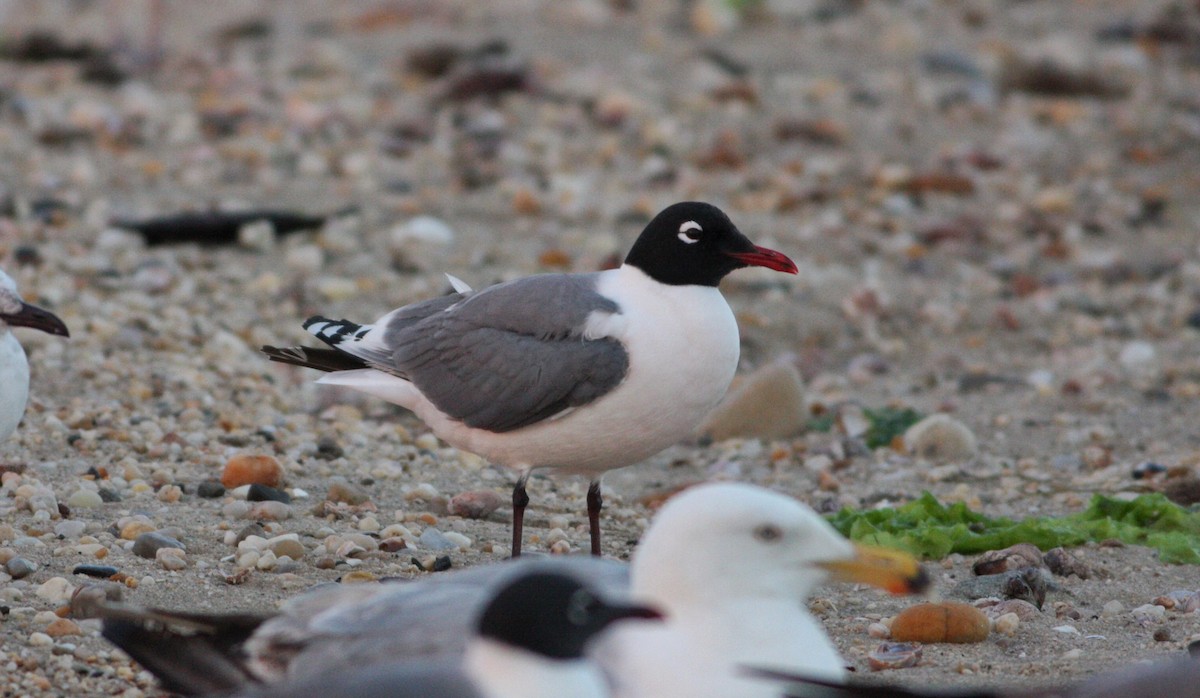 Franklin's Gull - ML61472391