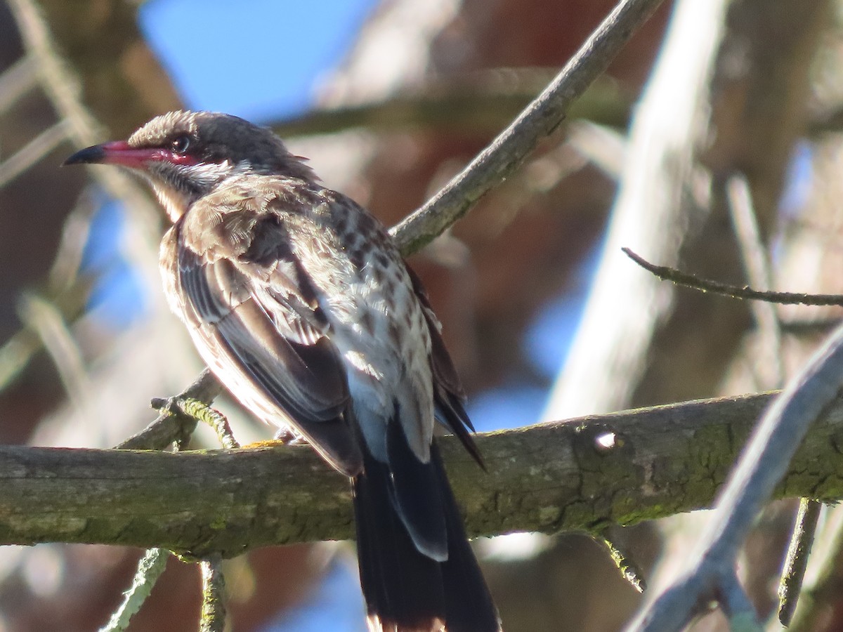 Spiny-cheeked Honeyeater - ML614723925