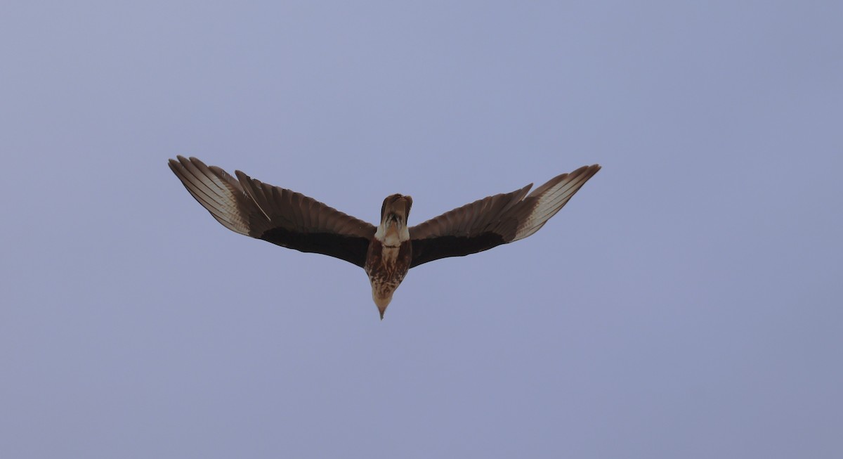 Crested Caracara - ML614723929