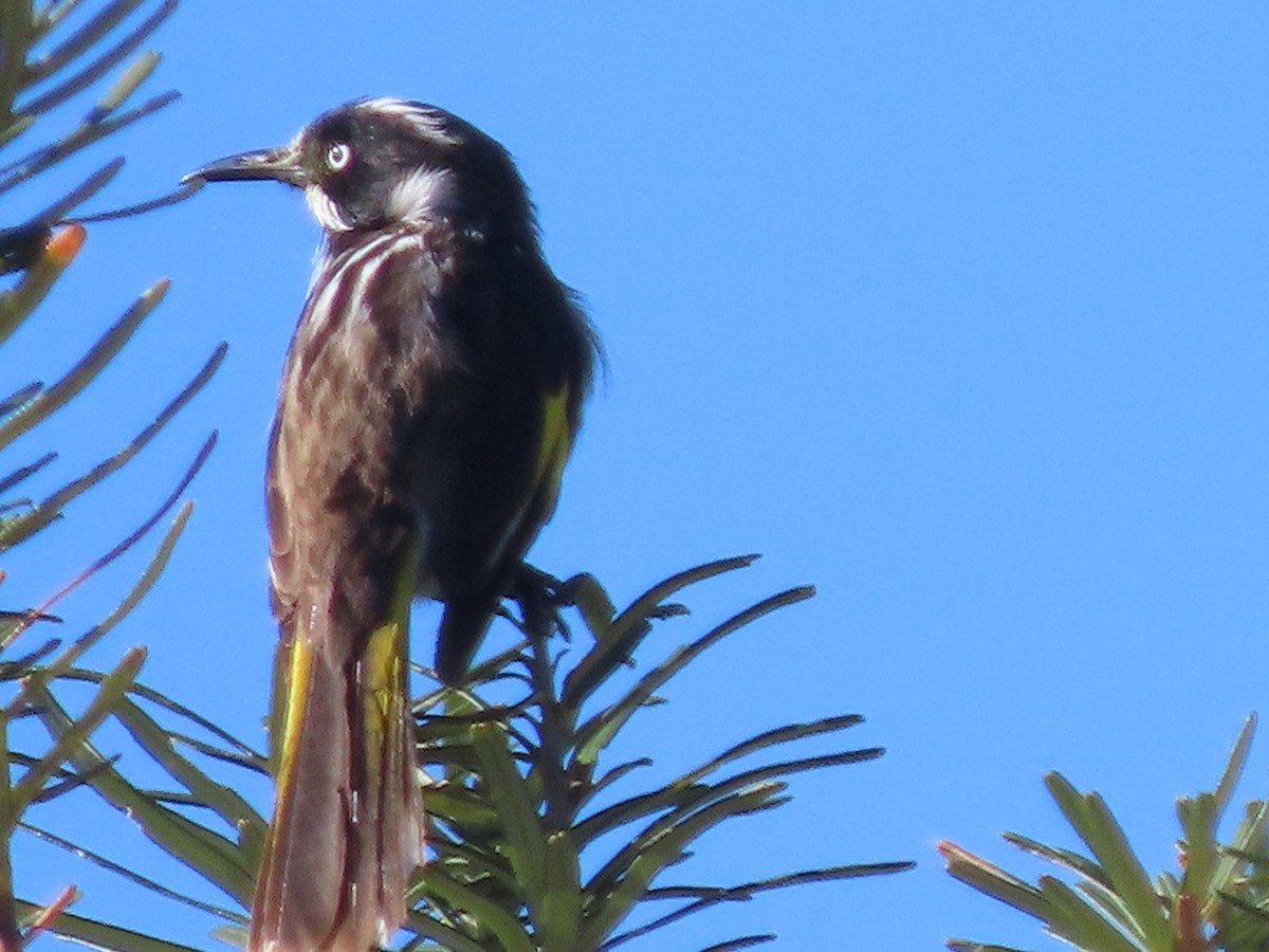 New Holland Honeyeater - ML614723935