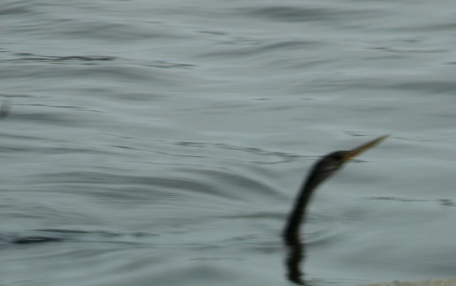 Anhinga Americana - ML614724010