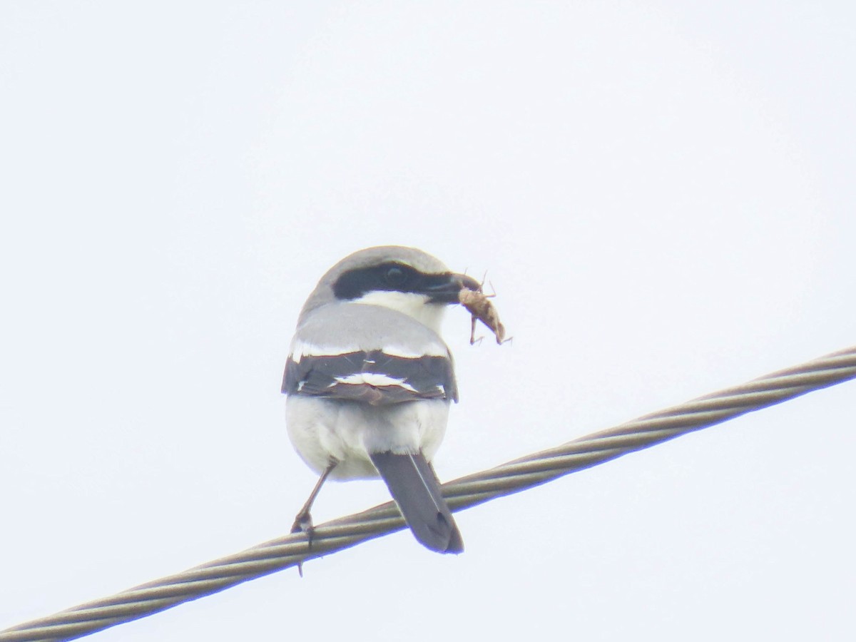 Loggerhead Shrike - ML614724039