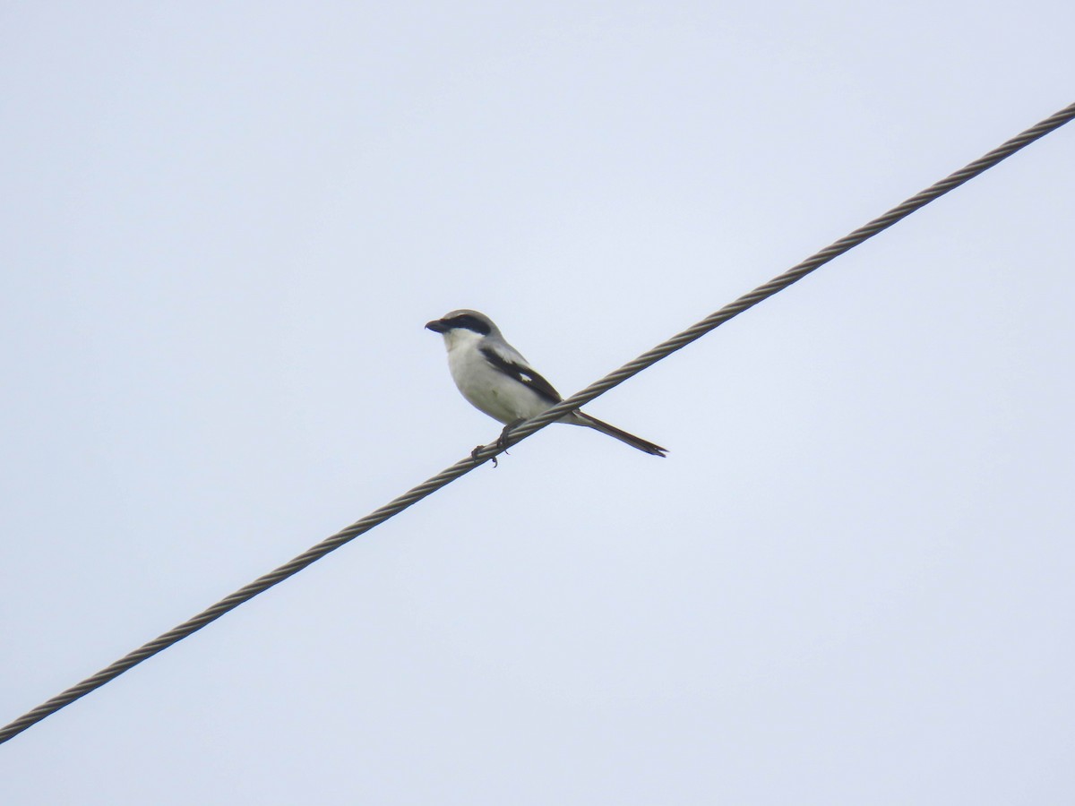 Loggerhead Shrike - ML614724040