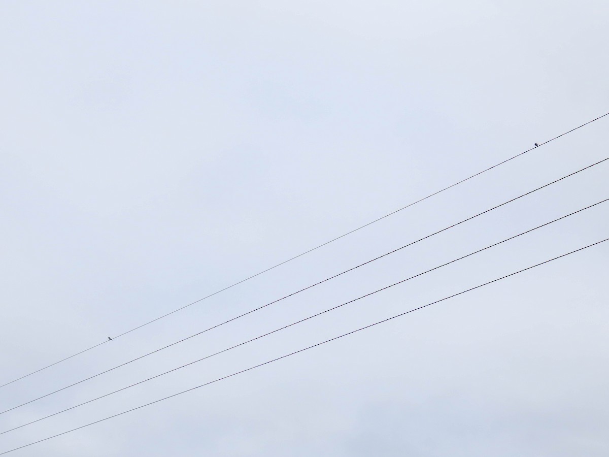 Loggerhead Shrike - ML614724041