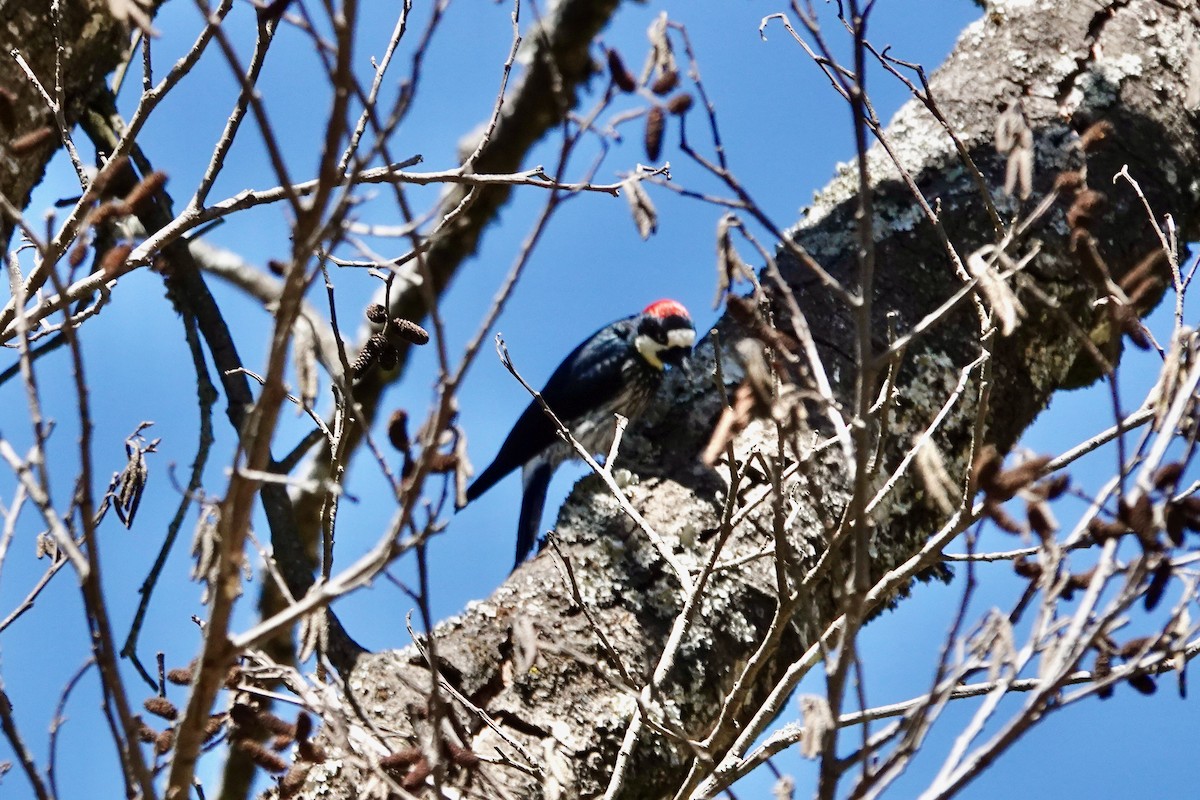 Acorn Woodpecker - ML614724074