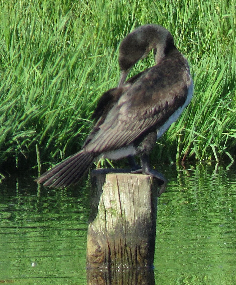 Pied Cormorant - ML614724084