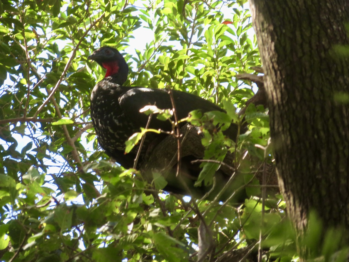 Crested Guan - ML614724111