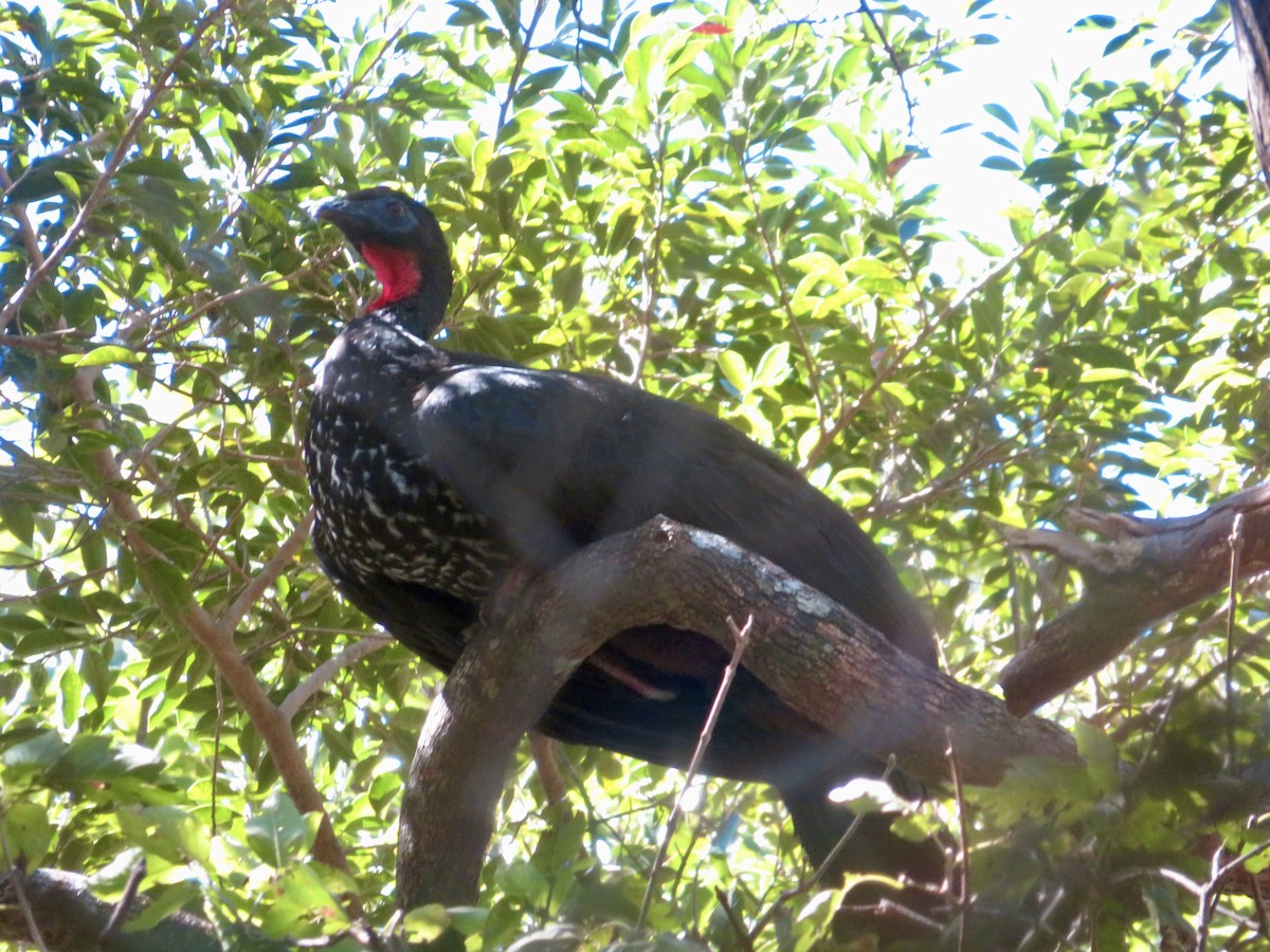 Crested Guan - ML614724112