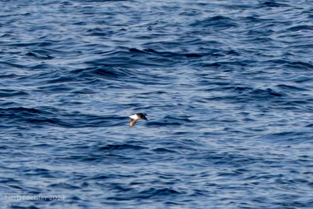 Common Diving-Petrel - Herbert Fechter