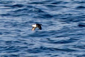 Common Diving-Petrel - ML614724116