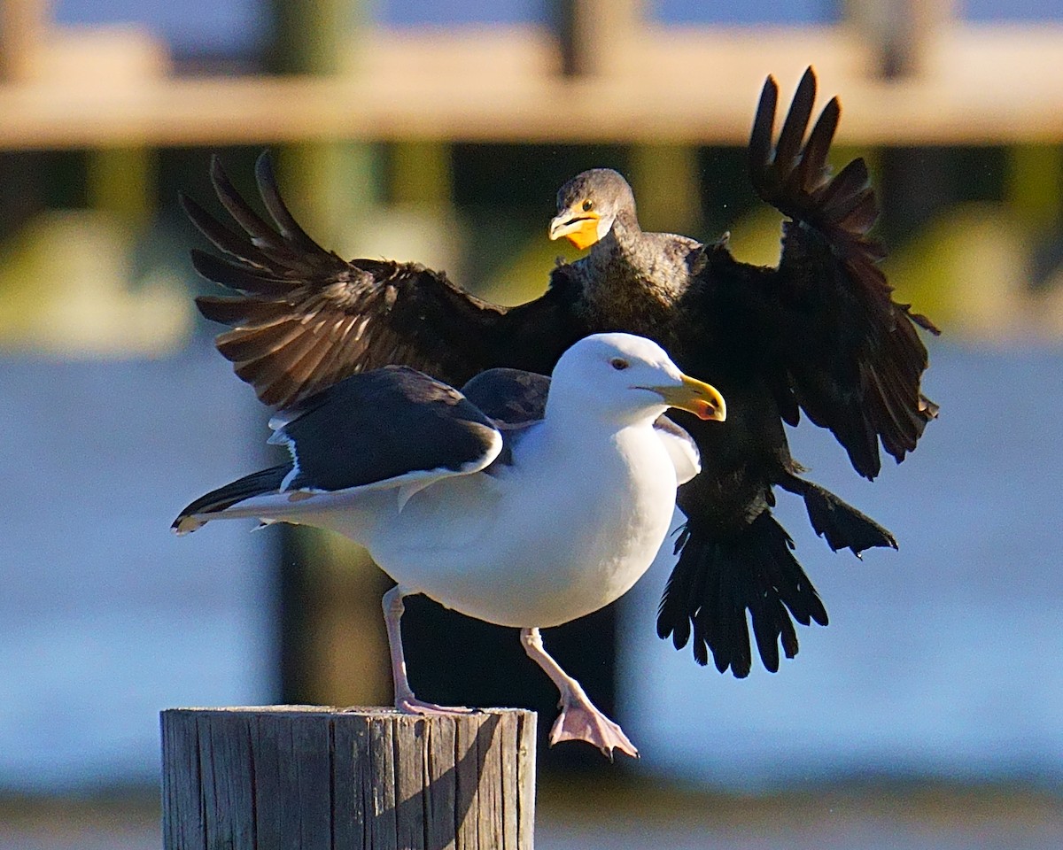 Cormoran à aigrettes - ML614724171