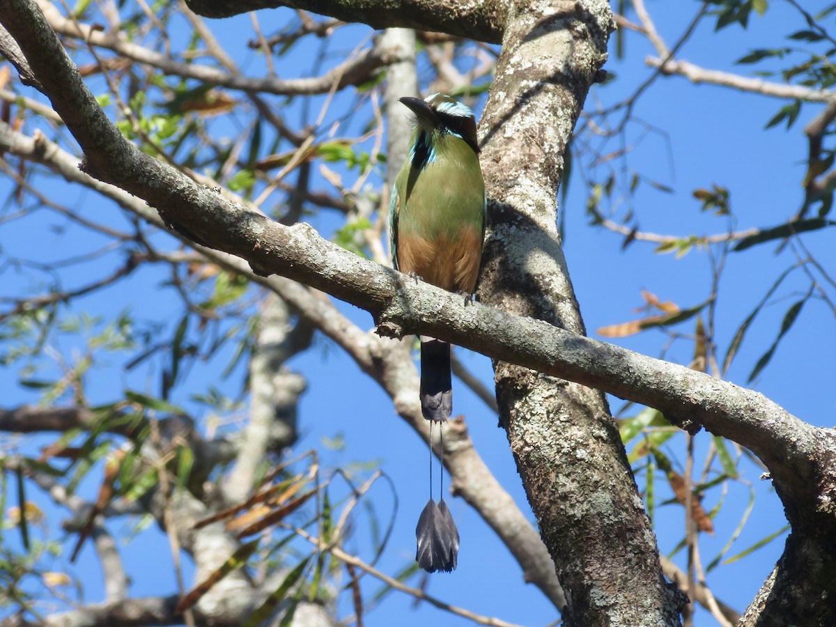 Turquoise-browed Motmot - ML614724181