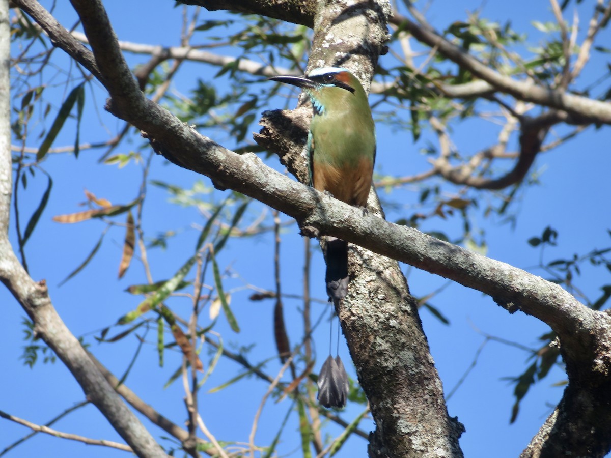 Turquoise-browed Motmot - ML614724182