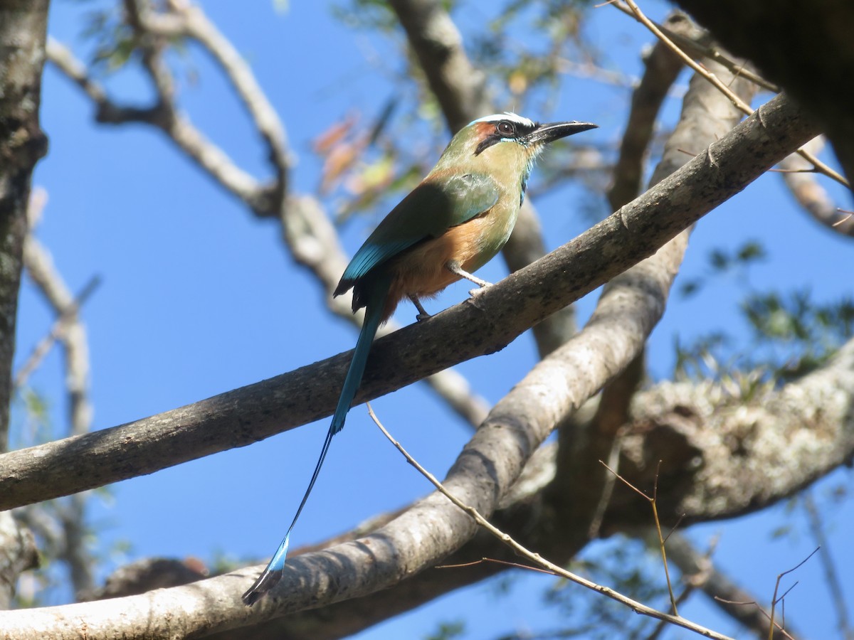 Turquoise-browed Motmot - ML614724183