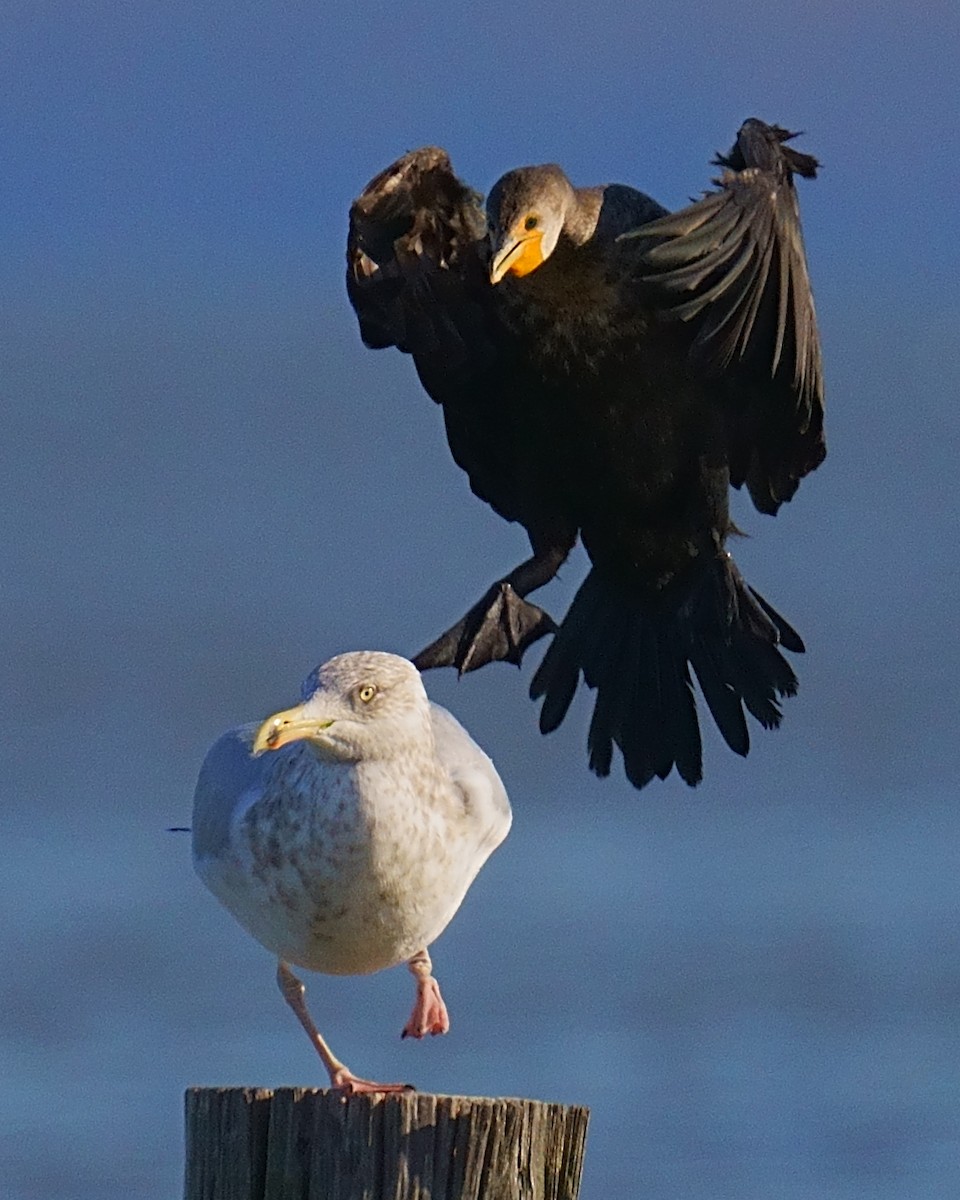 Cormorán Orejudo - ML614724187