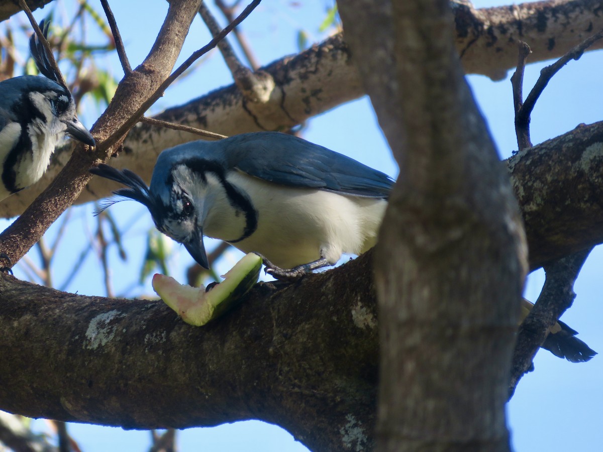 White-throated Magpie-Jay - ML614724196