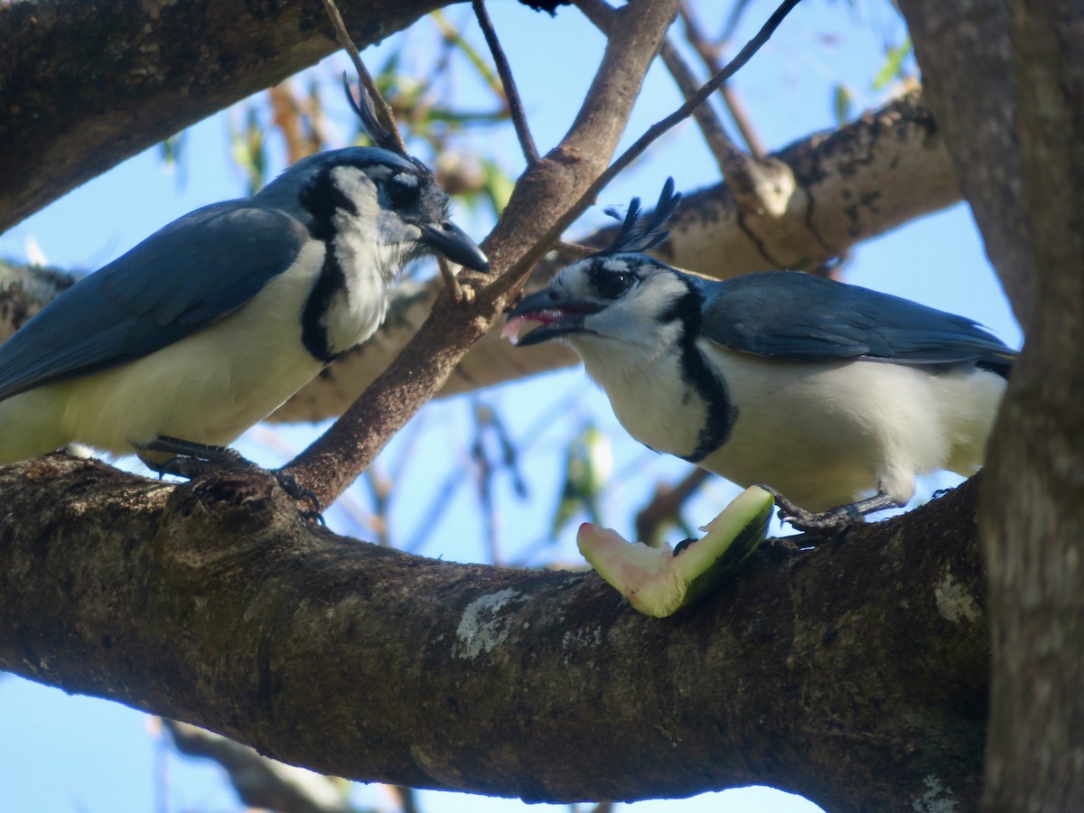 White-throated Magpie-Jay - ML614724197