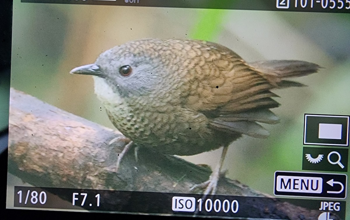 Pale-throated Wren-Babbler - ML614724224