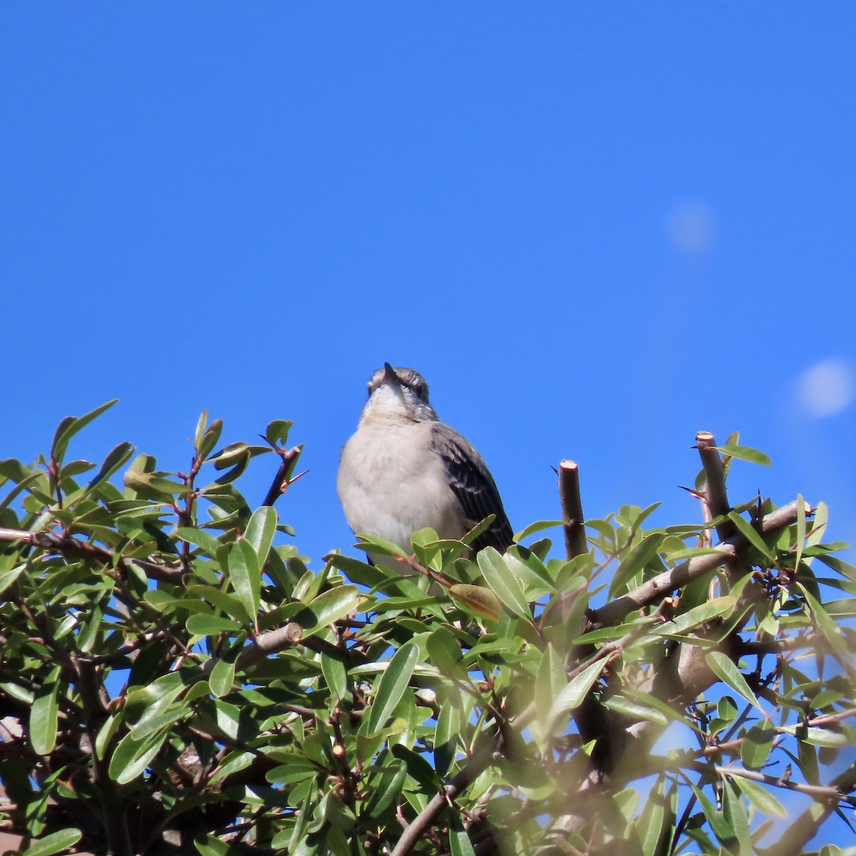 Northern Mockingbird - ML614724263