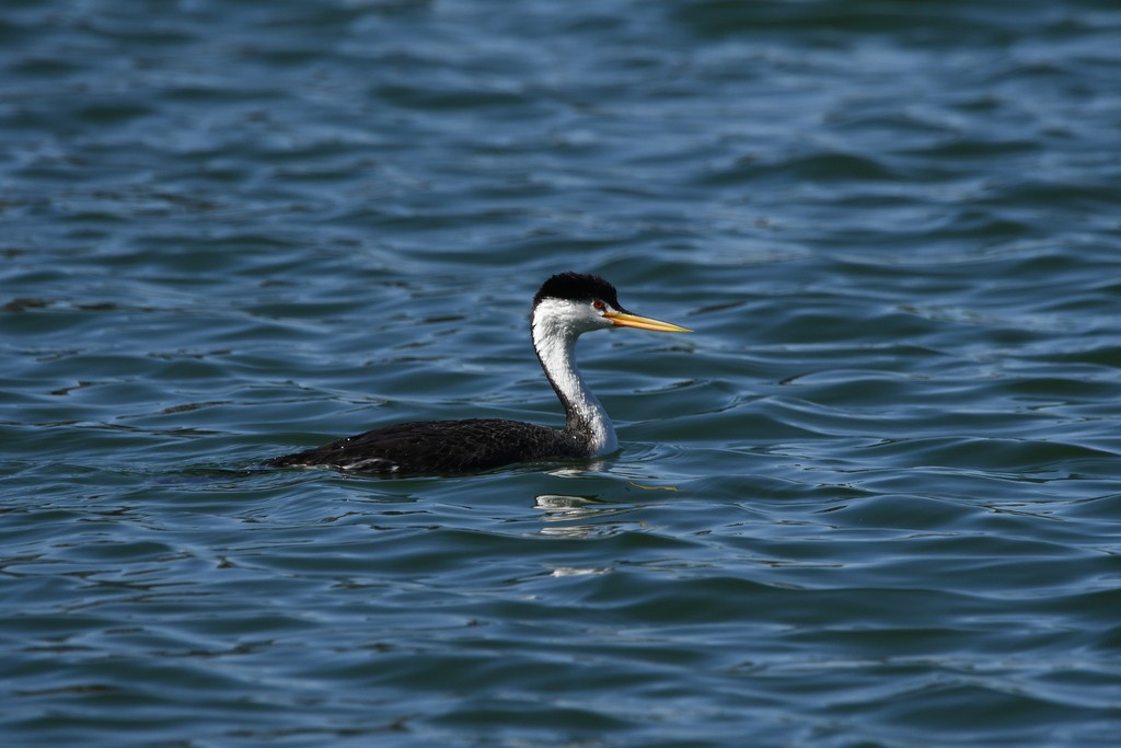 Clark's Grebe - Hannah Girgente