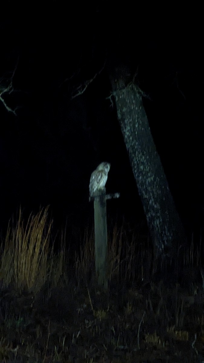 Barred Owl - Katey Powell