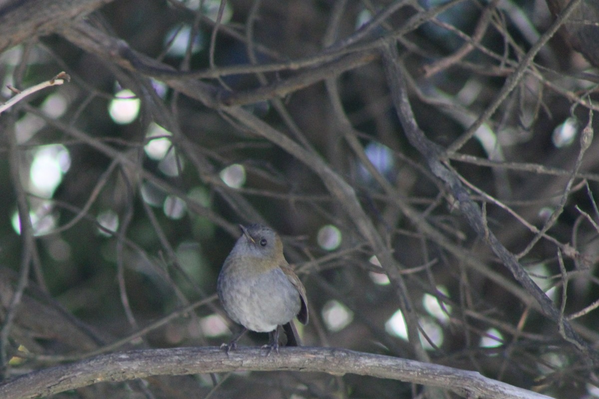 Black-billed Nightingale-Thrush - ML614724312