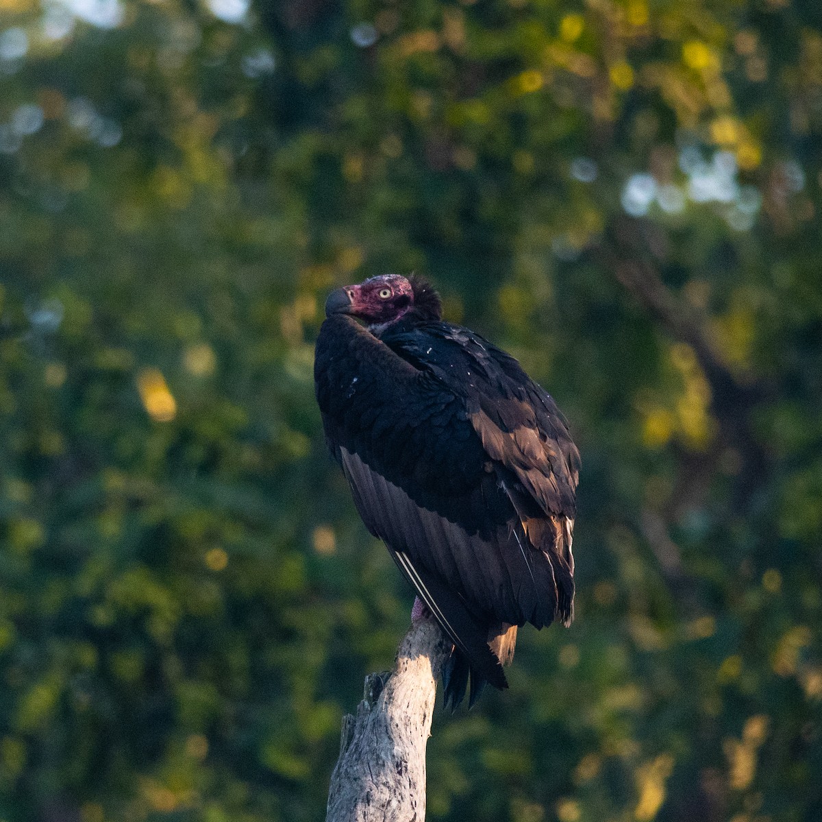 Red-headed Vulture - ML614724367
