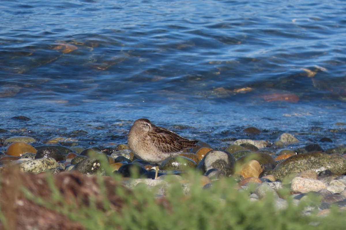 Short-billed Dowitcher - Nancy & Bill LaFramboise