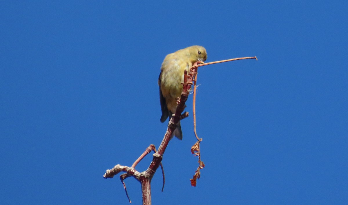 Lesser Goldfinch - Nancy & Bill LaFramboise