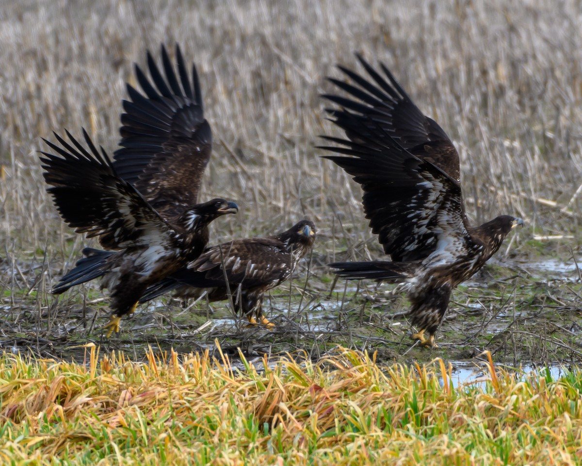 Bald Eagle - ML614724507