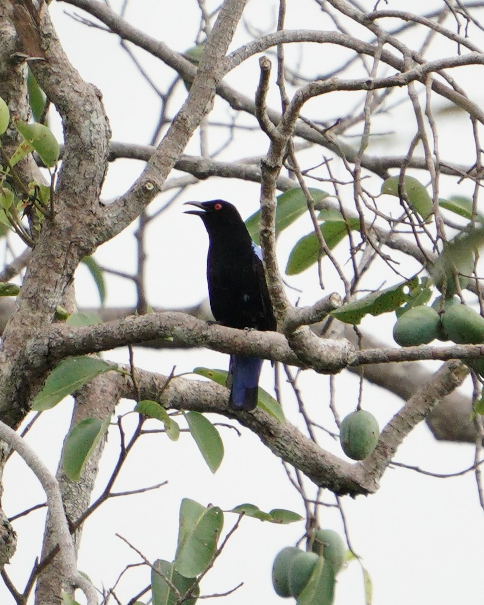 Asian Fairy-bluebird - ML614724520