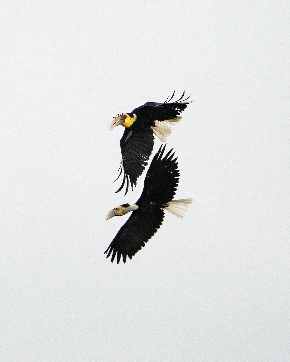 Wreathed Hornbill - ML614724530