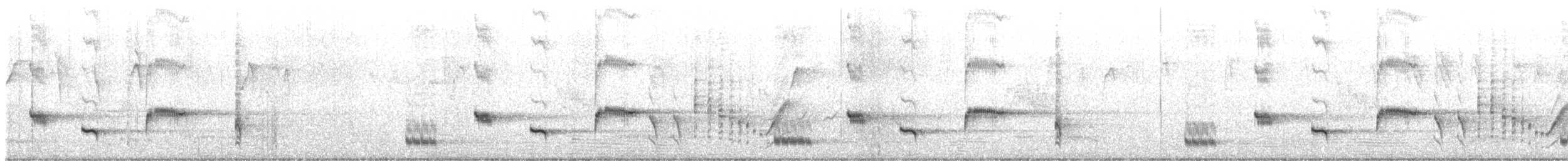 Western Whipbird (White-bellied) - ML614724532