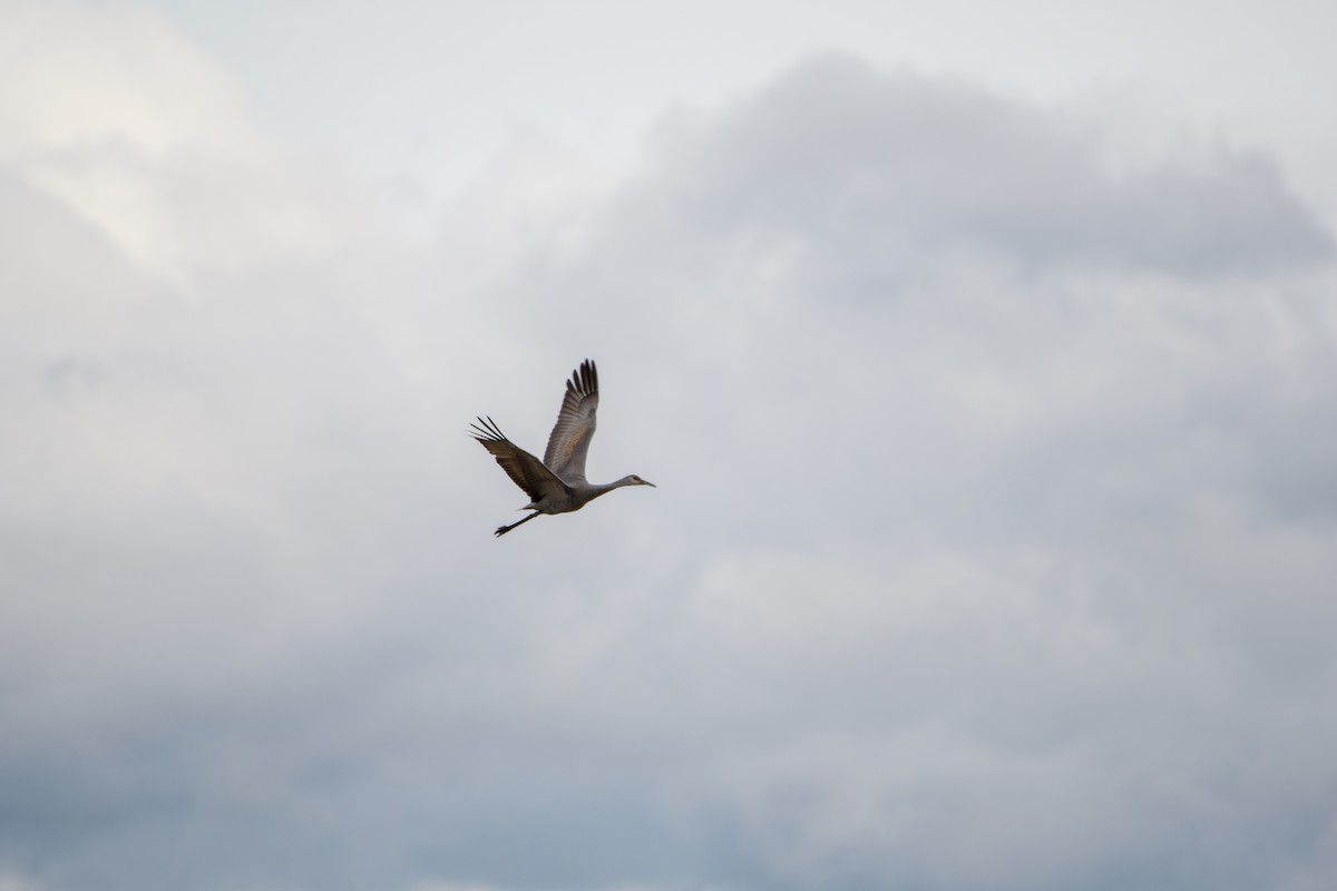 Sandhill Crane - ML614724537