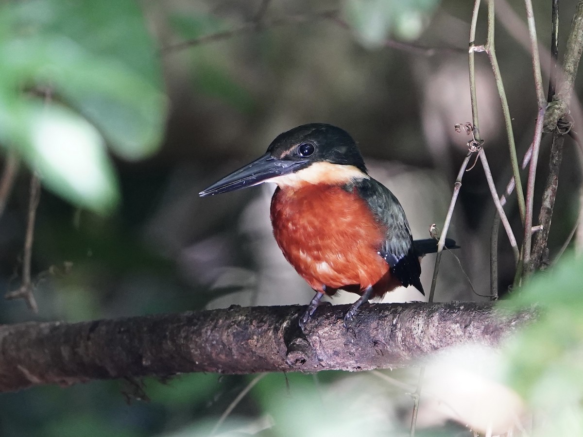 Green-and-rufous Kingfisher - ML614724573