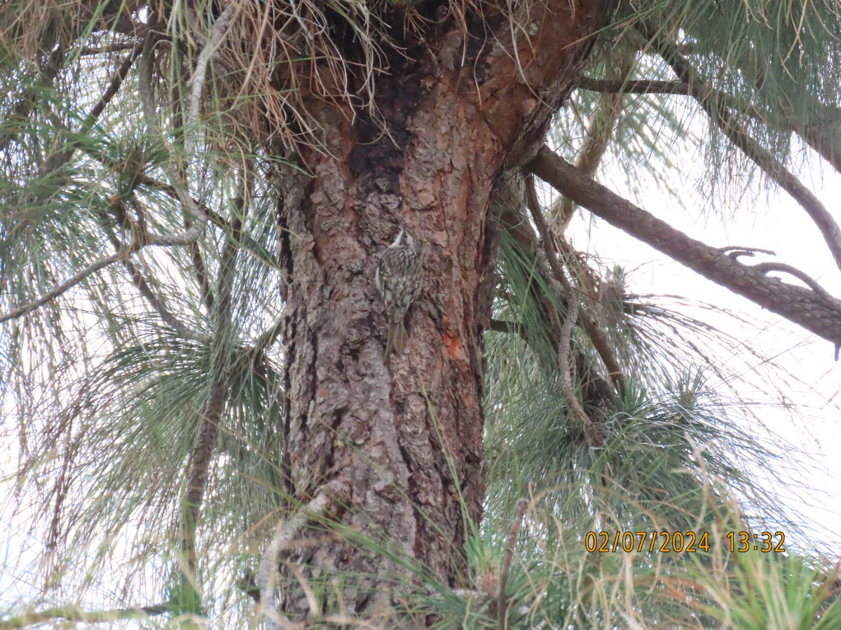 Brown Creeper - ML614724589