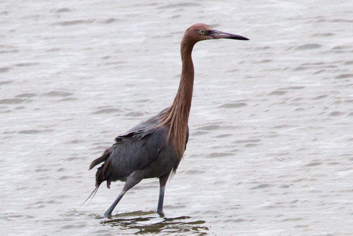 Reddish Egret - ML614724595