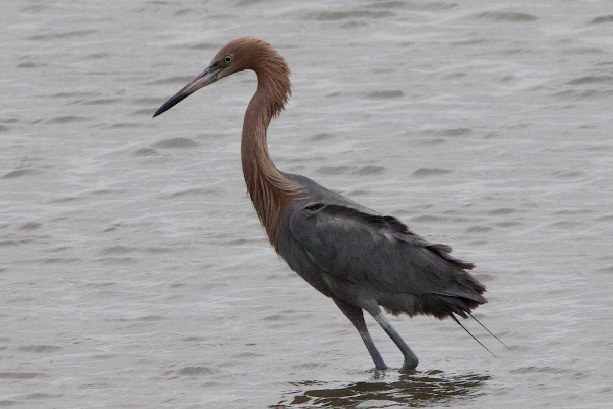 Reddish Egret - ML614724597