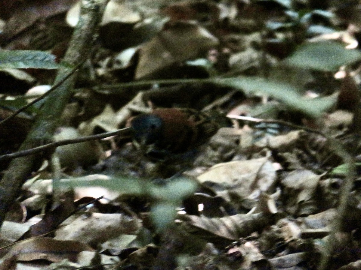 Spotted Antbird - ML614724607